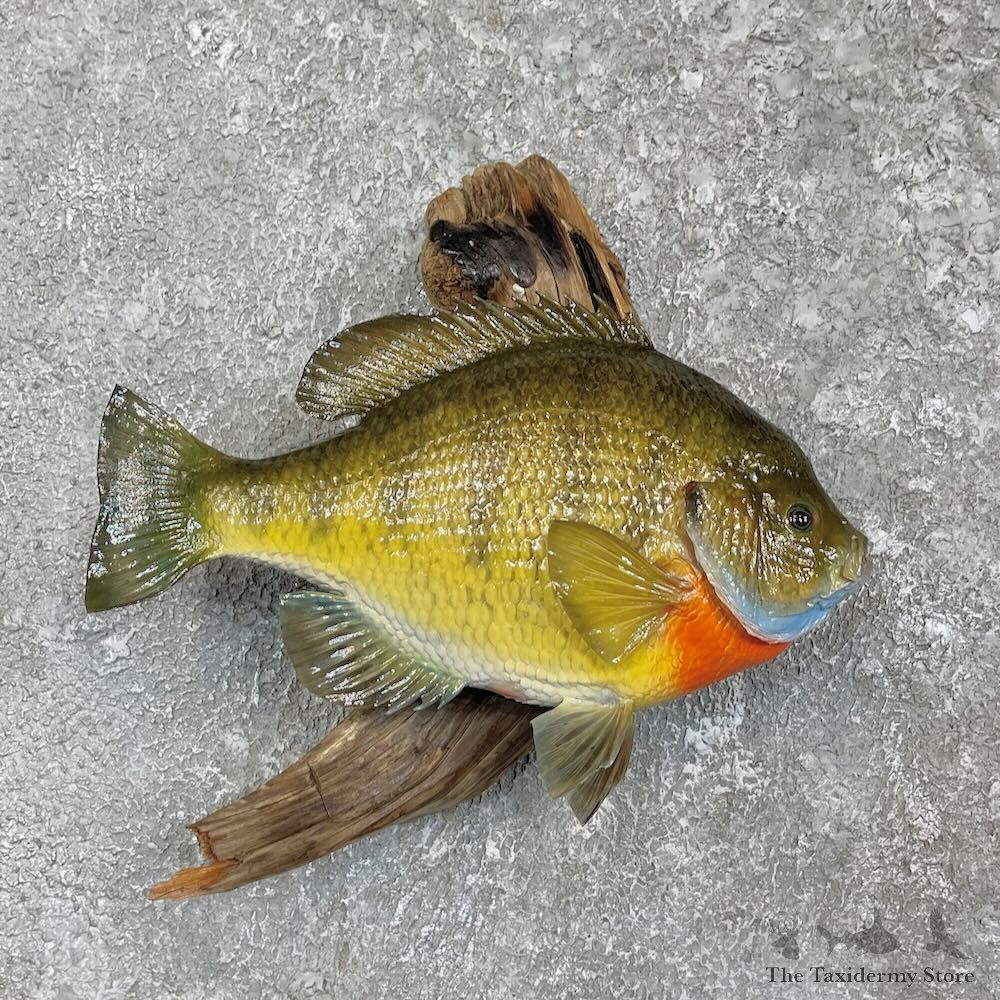 Bluegill Fish Mount For Sale #27387 @ The Taxidermy Store