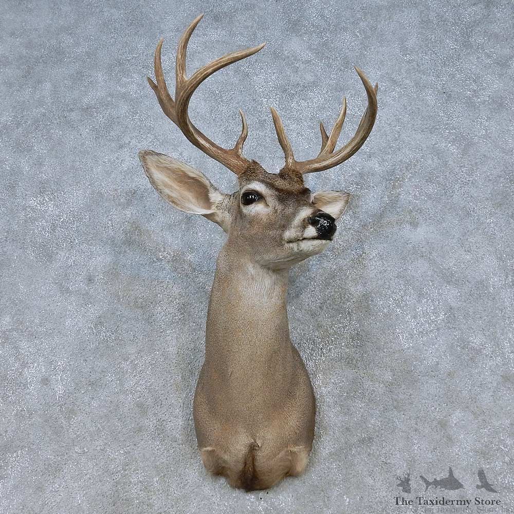 Coues Deer Shoulder Mount For Sale #15052 @ The Taxidermy Store