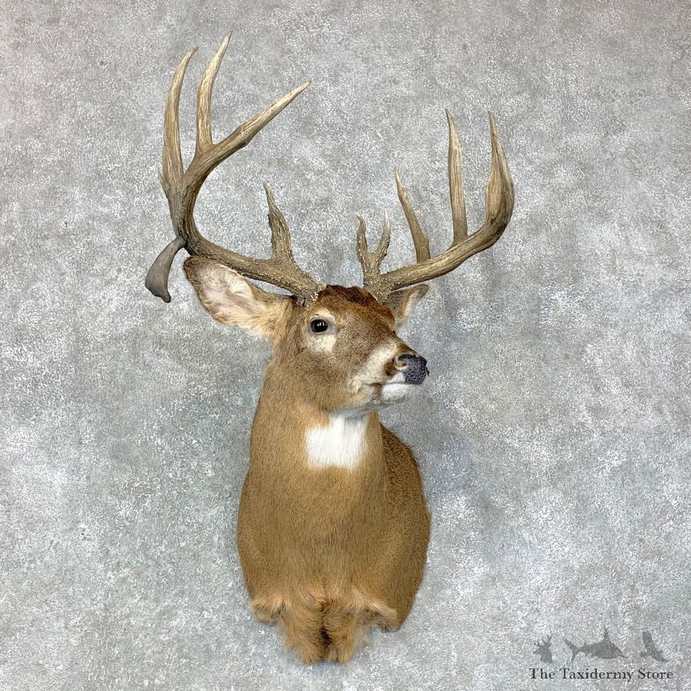 Whitetail Deer Shoulder Mount #23411 For Sale - The Taxidermy Store