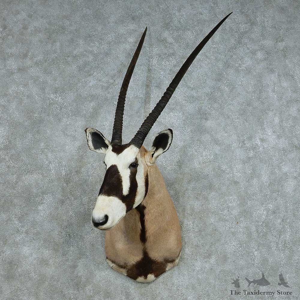 African Gemsbok Shoulder Mount #13707 For Sale @ The Taxidermy Store