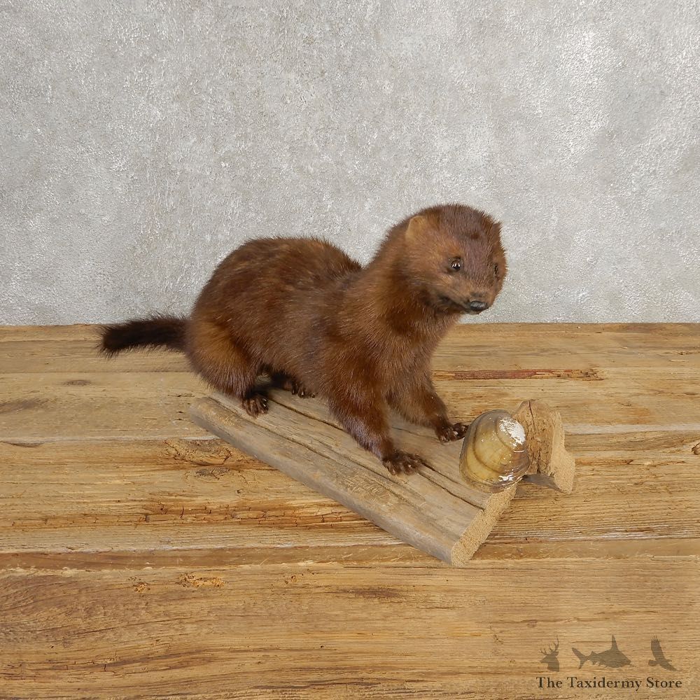 Mink Life-Size Taxidermy Mount For Sale #21039 @ The Taxidermy Store