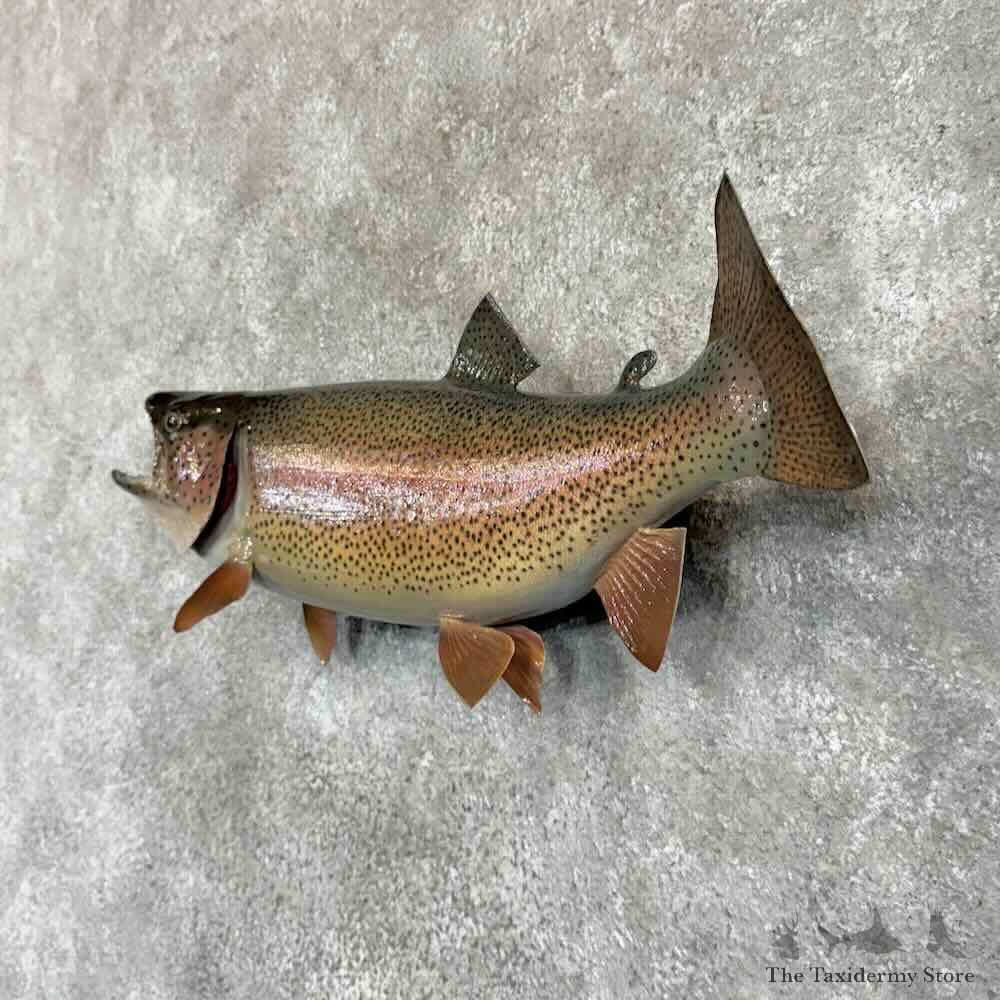 Rainbow Trout Fish Mount For Sale #31366 @ The Taxidermy Store