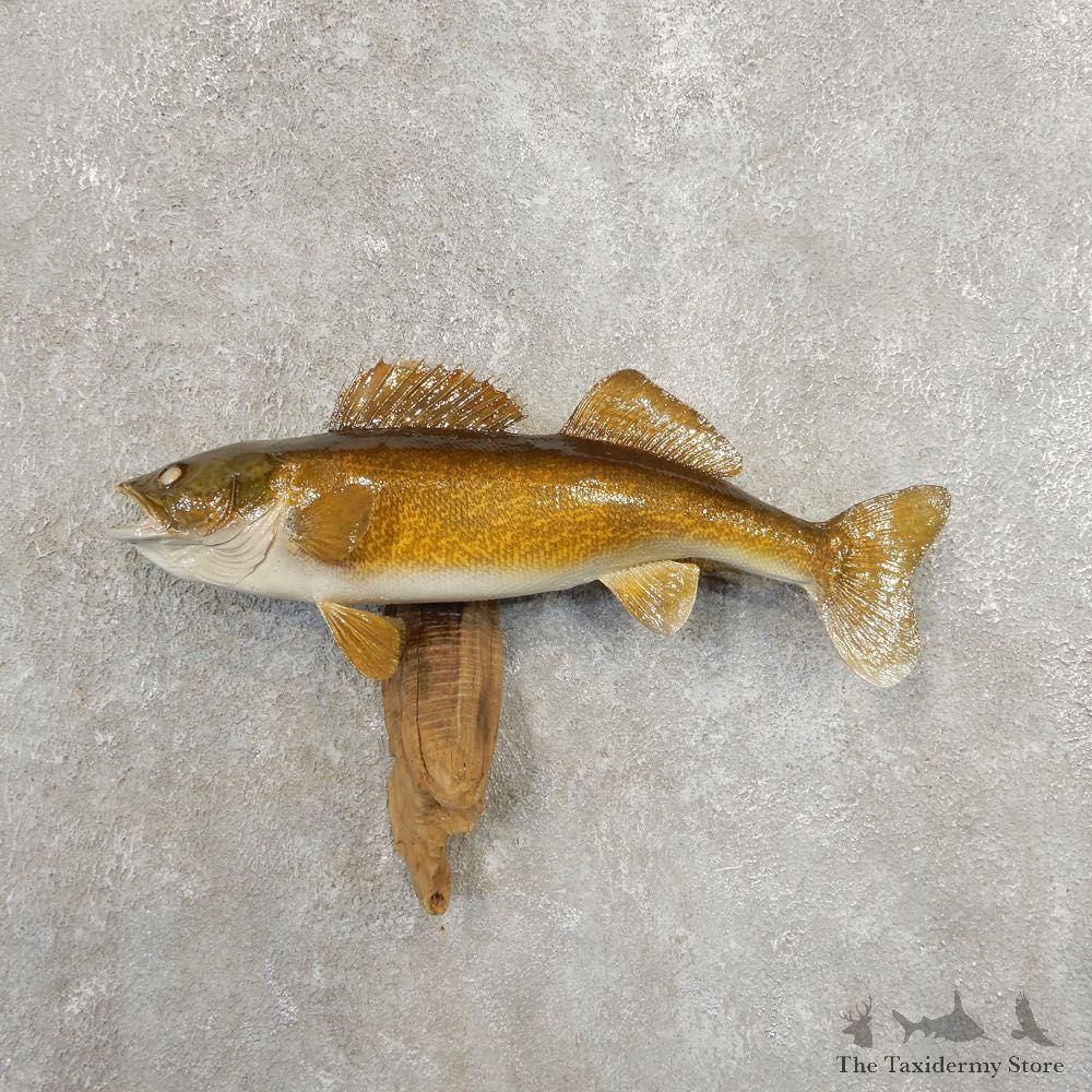 Walleye Taxidermy Fish Mount #20876 For Sale @ The Taxidermy Store