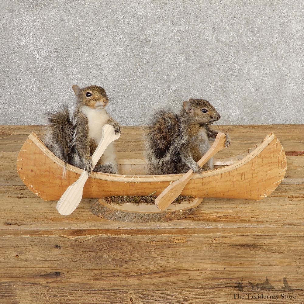 Canoeing Squirrels Novelty Mount For Sale #20750 @ The Taxidermy Store
