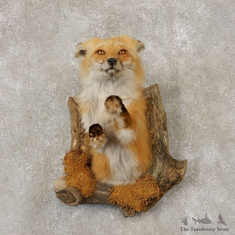 Red Fox Half Life-Size Mount For Sale #21453 @ The Taxidermy Store