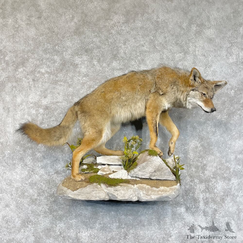 Coyote Life Size Taxidermy Mount For Sale #28680 @ The Taxidermy Store