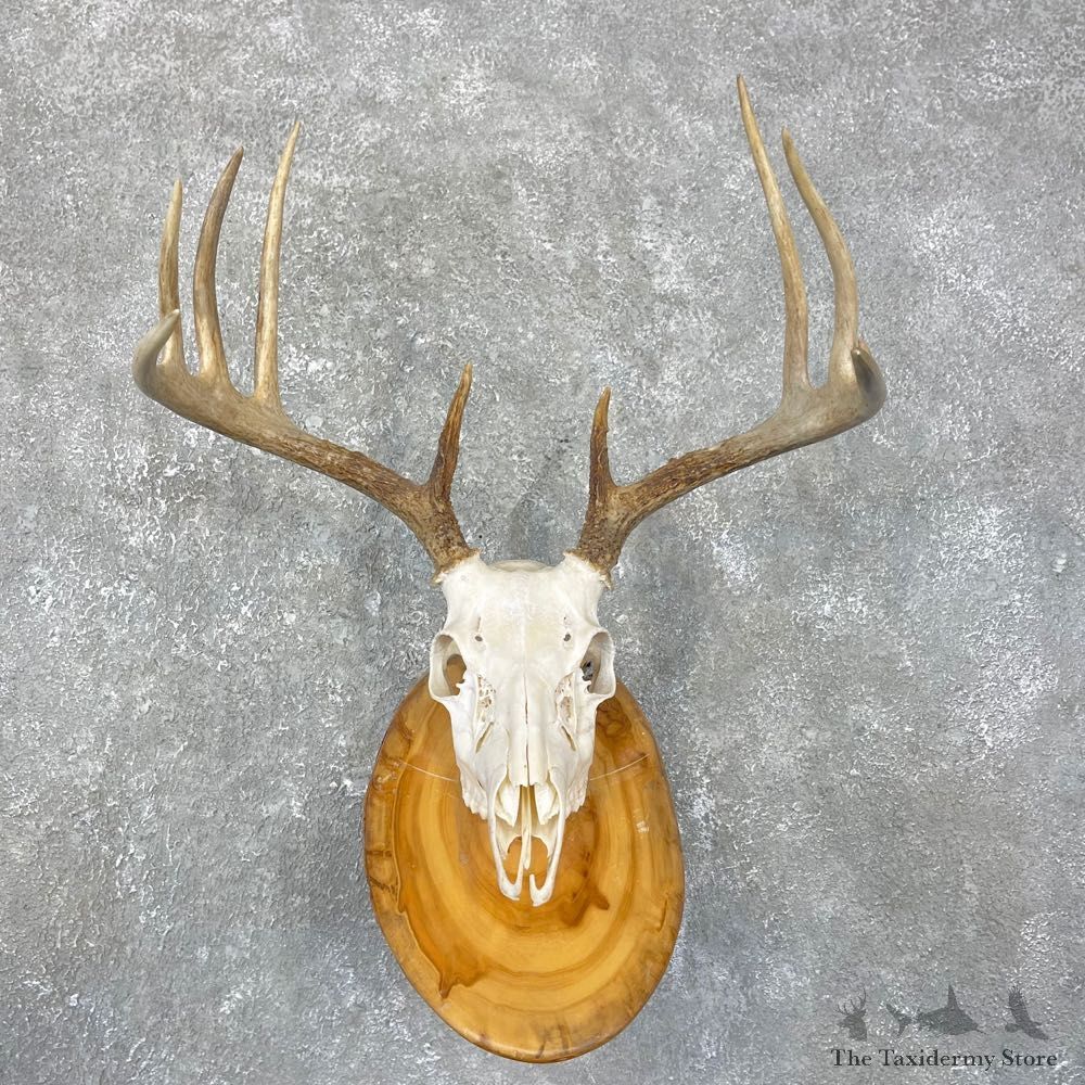 Whitetail Deer Skull European Mount For Sale #24263 @ The Taxidermy Store