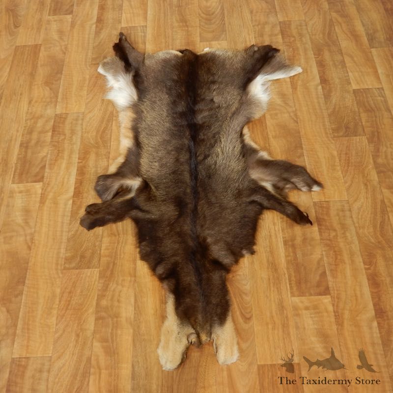 South Pacific Chamois Tanned Skin Taxidermy Rug For Sale #17461 @ The Taxidermy Store