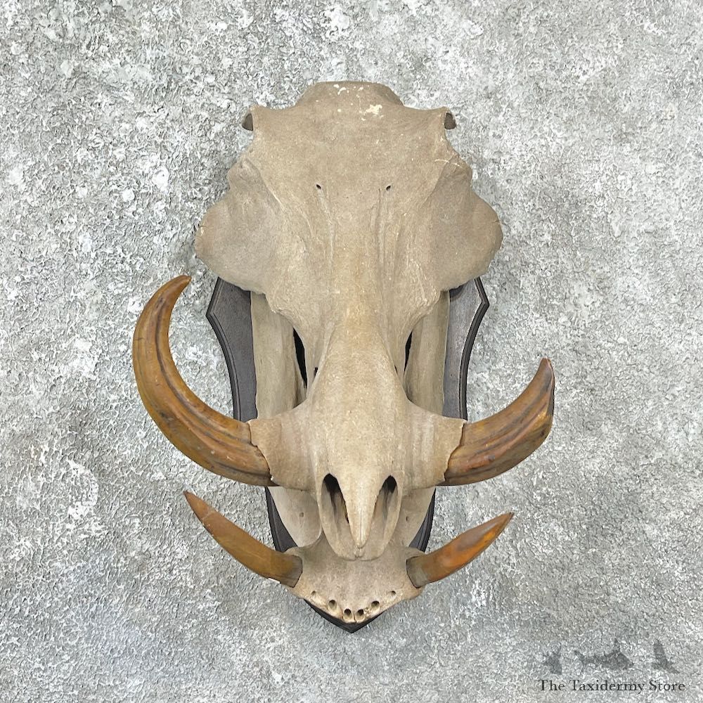 African Warthog Full Skull For Sale #25910 @ The Taxidermy Store
