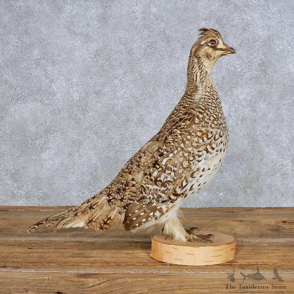 Standing Sharp-tailed Grouse Bird Mount For Sale #14145 @ The Taxidermy Store
