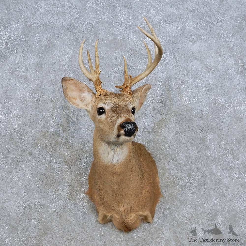 Whitetail Deer Shoulder Mount For Sale #14322 @ The Taxidermy Store
