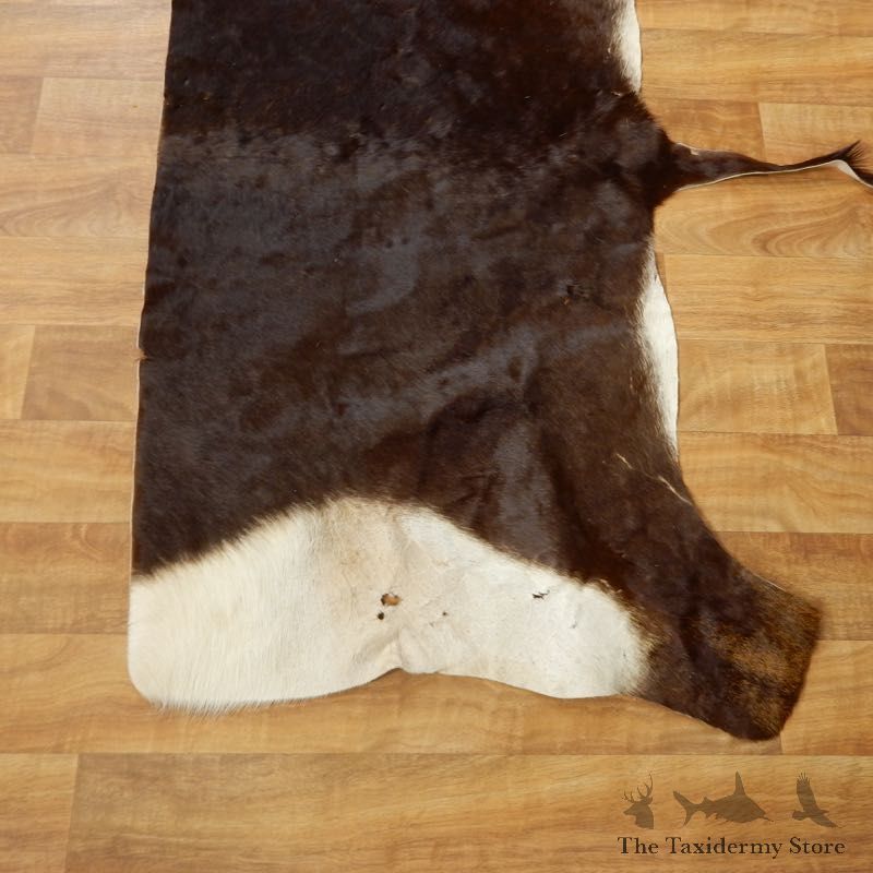 Sable Hide Taxidermy Tanned Skin For Sale #17467 @ The Taxidermy Store
