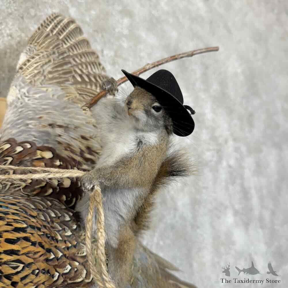 Red Squirrel & Ringneck Pheasant Novelty Mount For Sale #30576 @ The Taxidermy Store