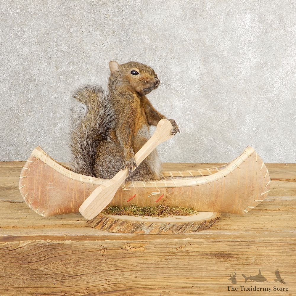 Canoe Grey Squirrel Novelty Mount For Sale #21017 @ The Taxidermy Store