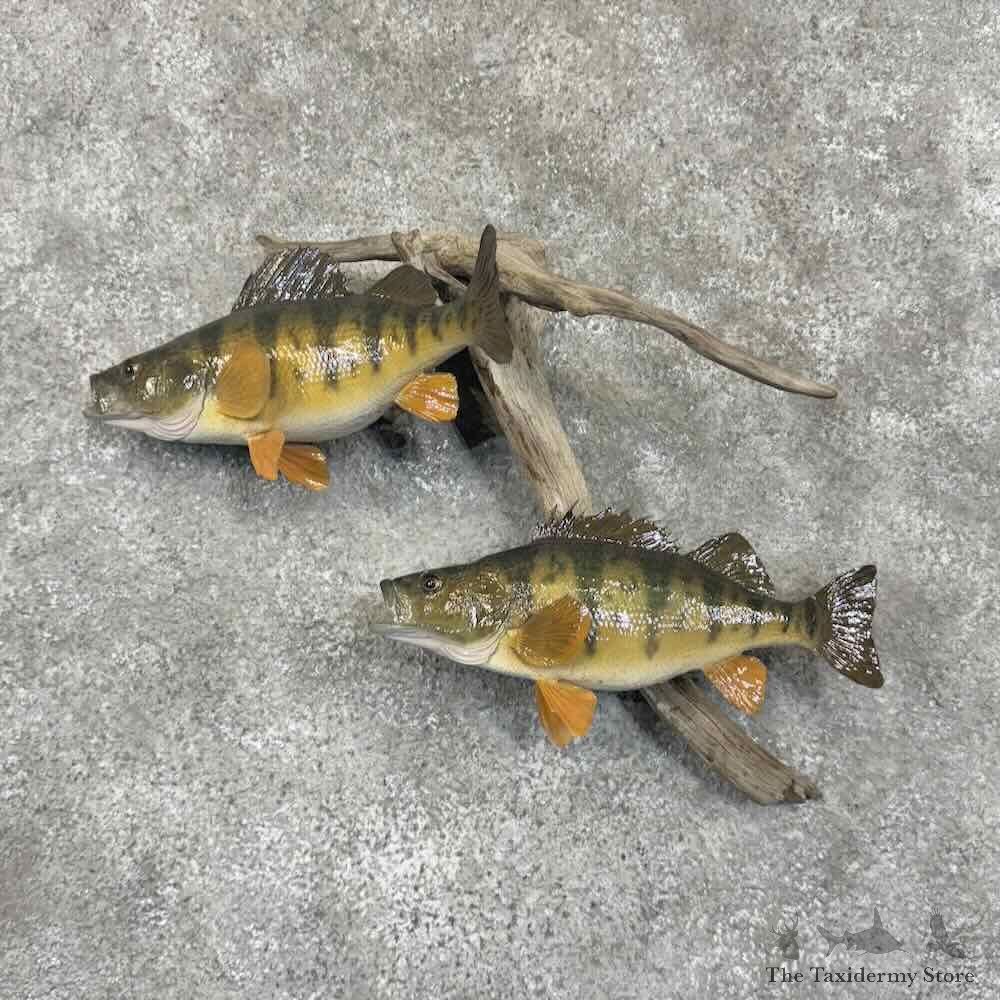 Yellow Perch Pair Fish Mount For Sale #30635 @ The Taxidermy Store