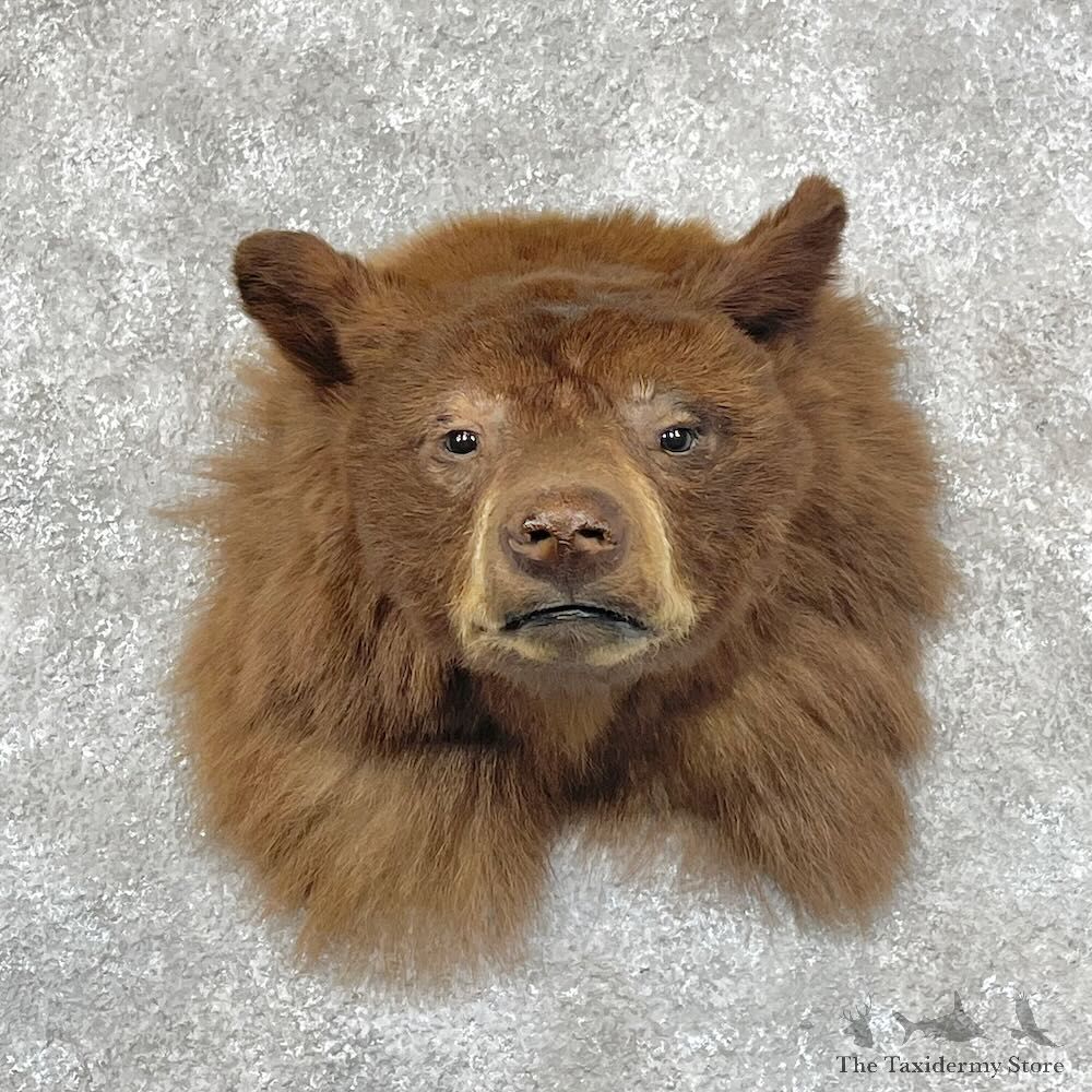 Cinnamon Phase Black Bear Shoulder Mount For Sale #28417 @ The Taxidermy Store