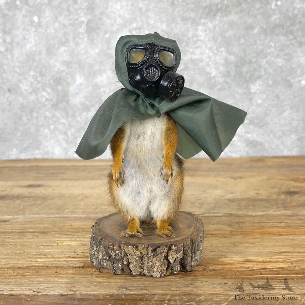 Doomsday Prepper Squirrel Novelty Mount For Sale #25028 @ The Taxidermy Store
