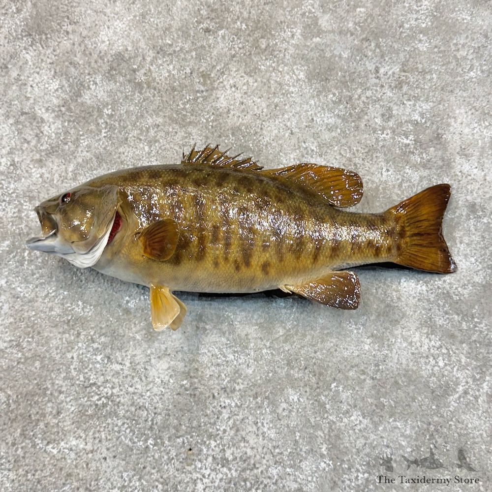 Smallmouth Bass Fish Mount For Sale #30115 @ The Taxidermy Store