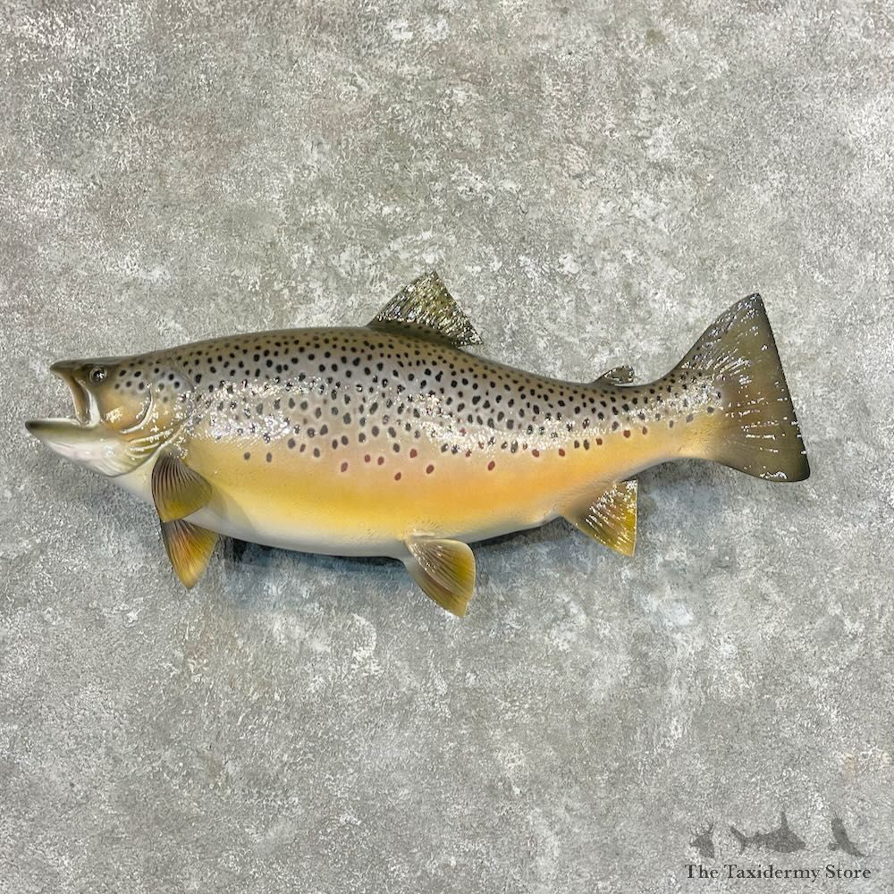 Brown Trout Fish Mount For Sale #27719 @ The Taxidermy Store