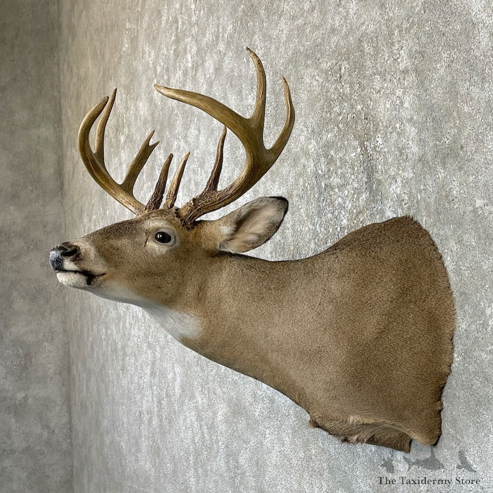 Whitetail Deer Shoulder Mount For Sale #26317 @ The Taxidermy Store