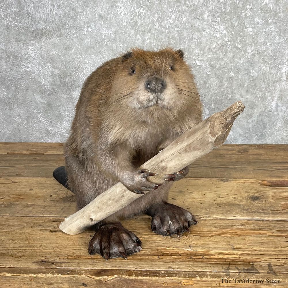 North American Beaver Mount For Sale #24066 @ The Taxidermy Store