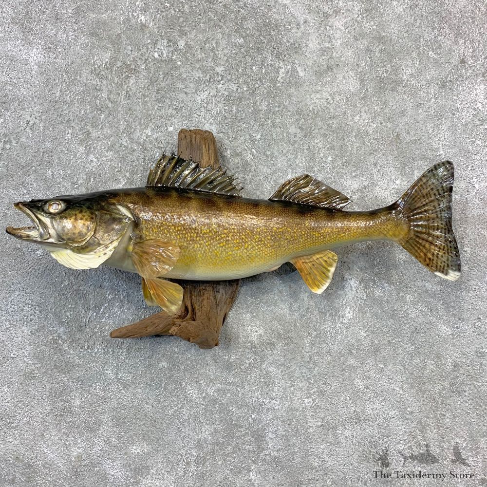 Walleye Taxidermy Fish Mount #23266 For Sale @ The Taxidermy Store