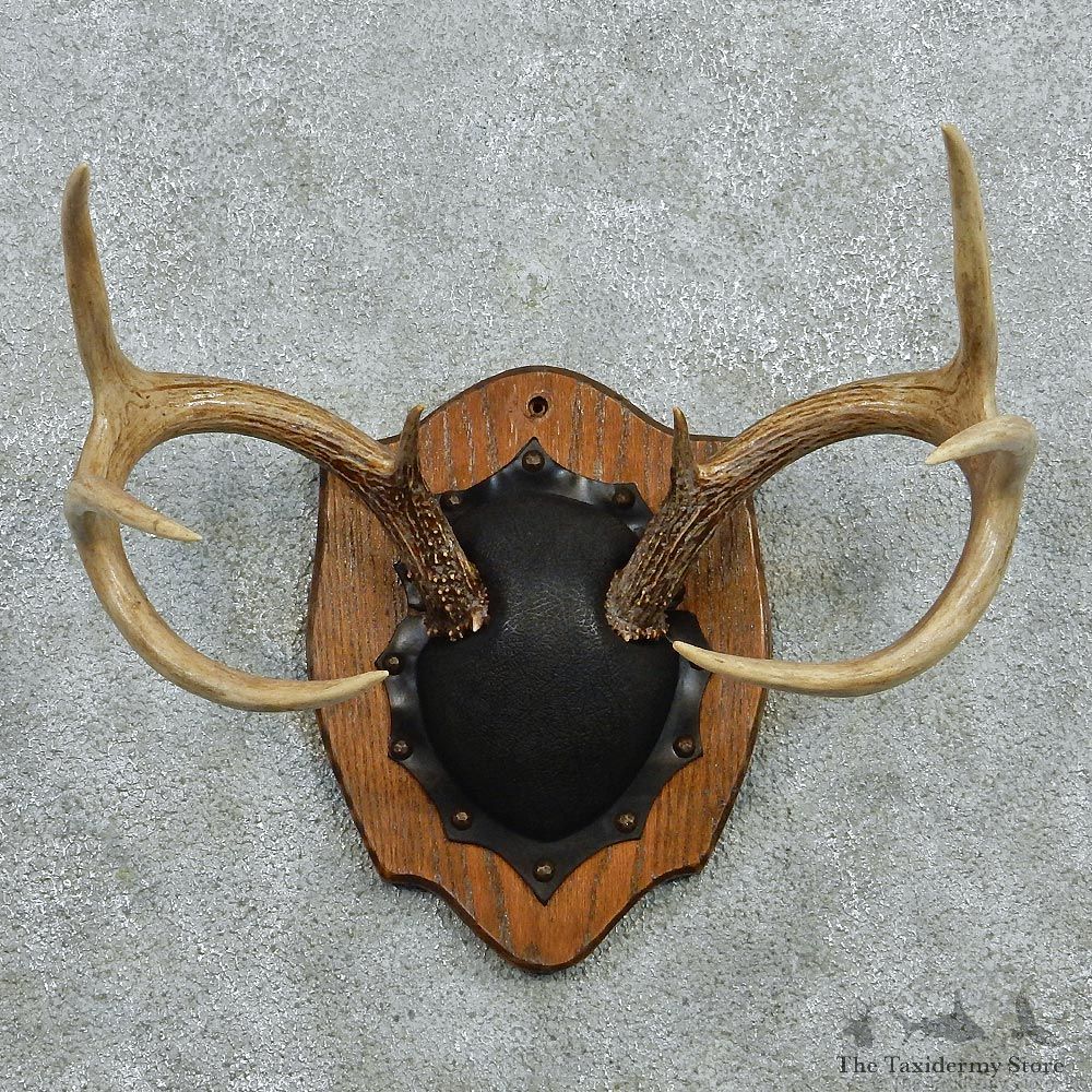 Whitetail Deer Antlers Plaque Taxidermy Mount #12978 For Sale @ The Taxidermy Store