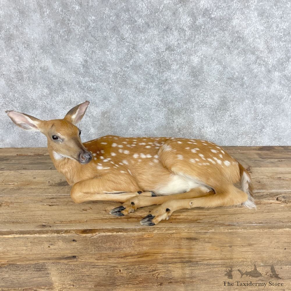 Whitetail Deer Fawn Life-Size Mount For Sale #28664 - The Taxidermy Store