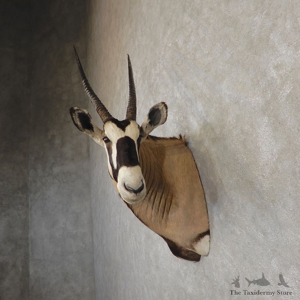 African Gemsbok Taxidermy Shoulder Mount For Sale #20186 @ The Taxidermy Store
