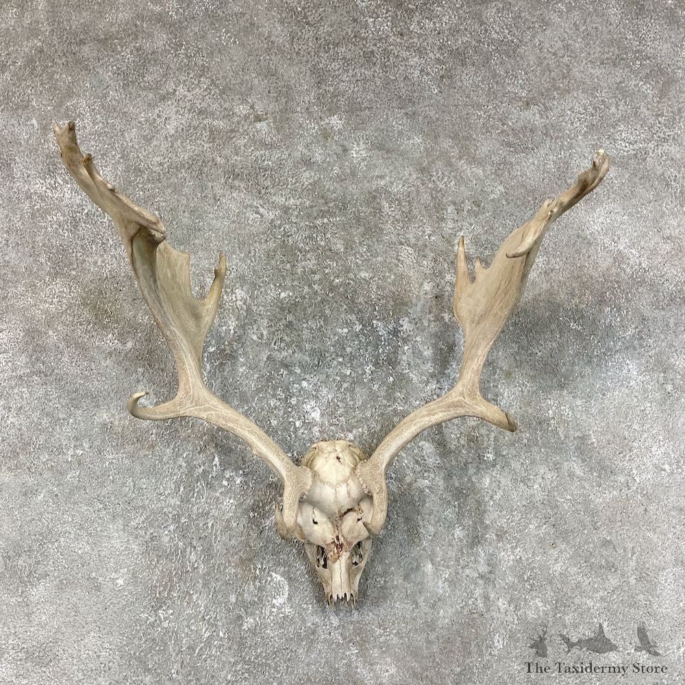 Fallow Deer Skull Antler European Mount For Sale #25720 @ The Taxidermy Store