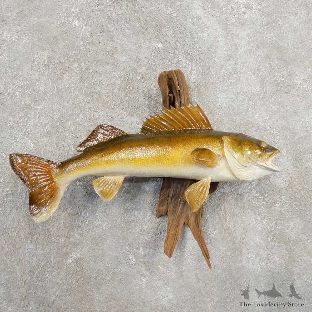 Walleye Taxidermy Fish Mount #20878 For Sale @ The Taxidermy Store
