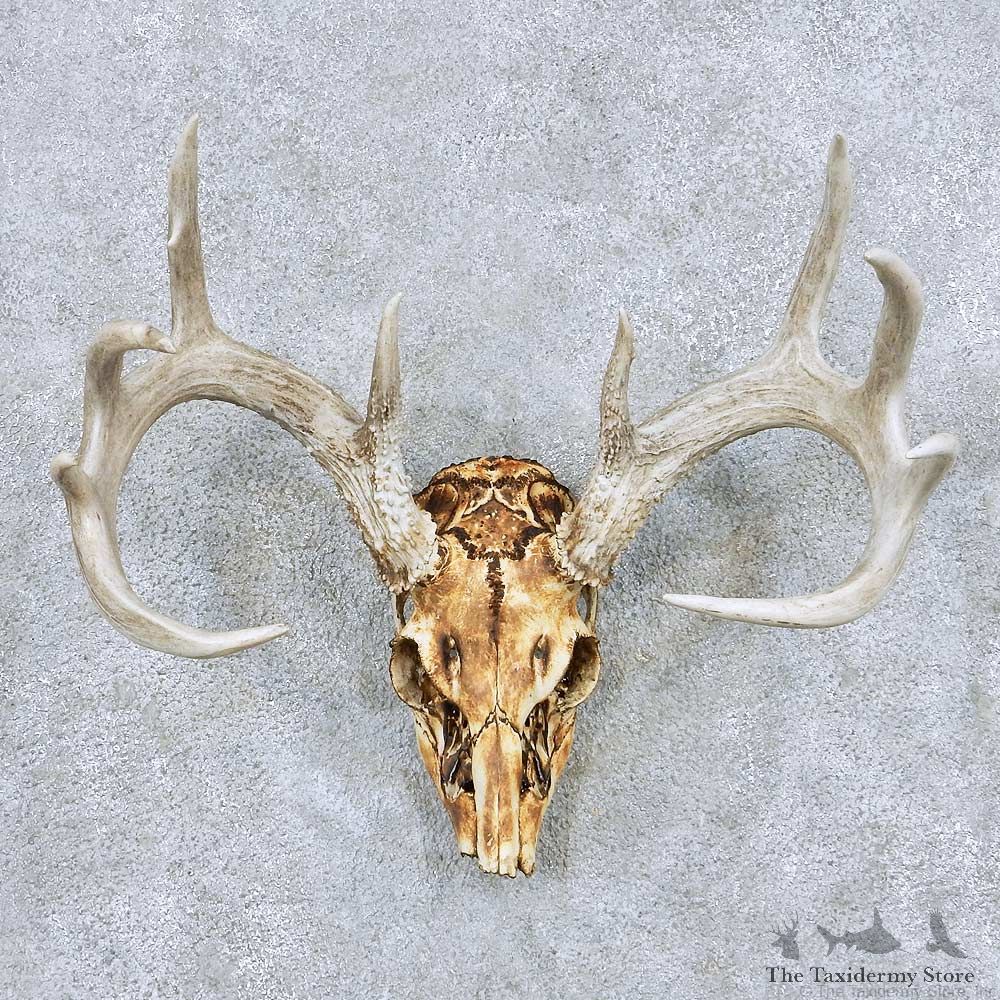 Whitetail Deer Skull Antler European Mount #13867 For Sale @ The Taxidermy Store