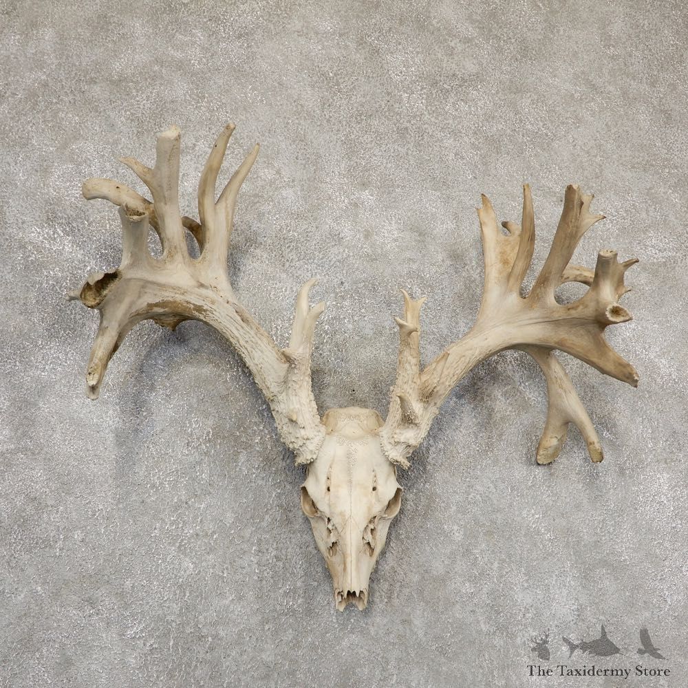 Whitetail Deer Skull European Mount For Sale #18928 @ The Taxidermy Store