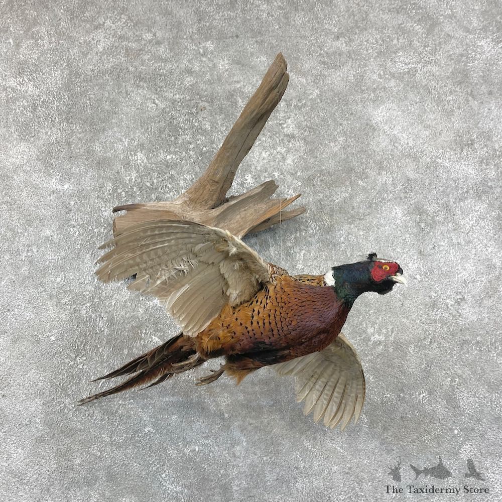 Ringneck Pheasant Bird Mount For Sale #26037 @ The Taxidermy Store