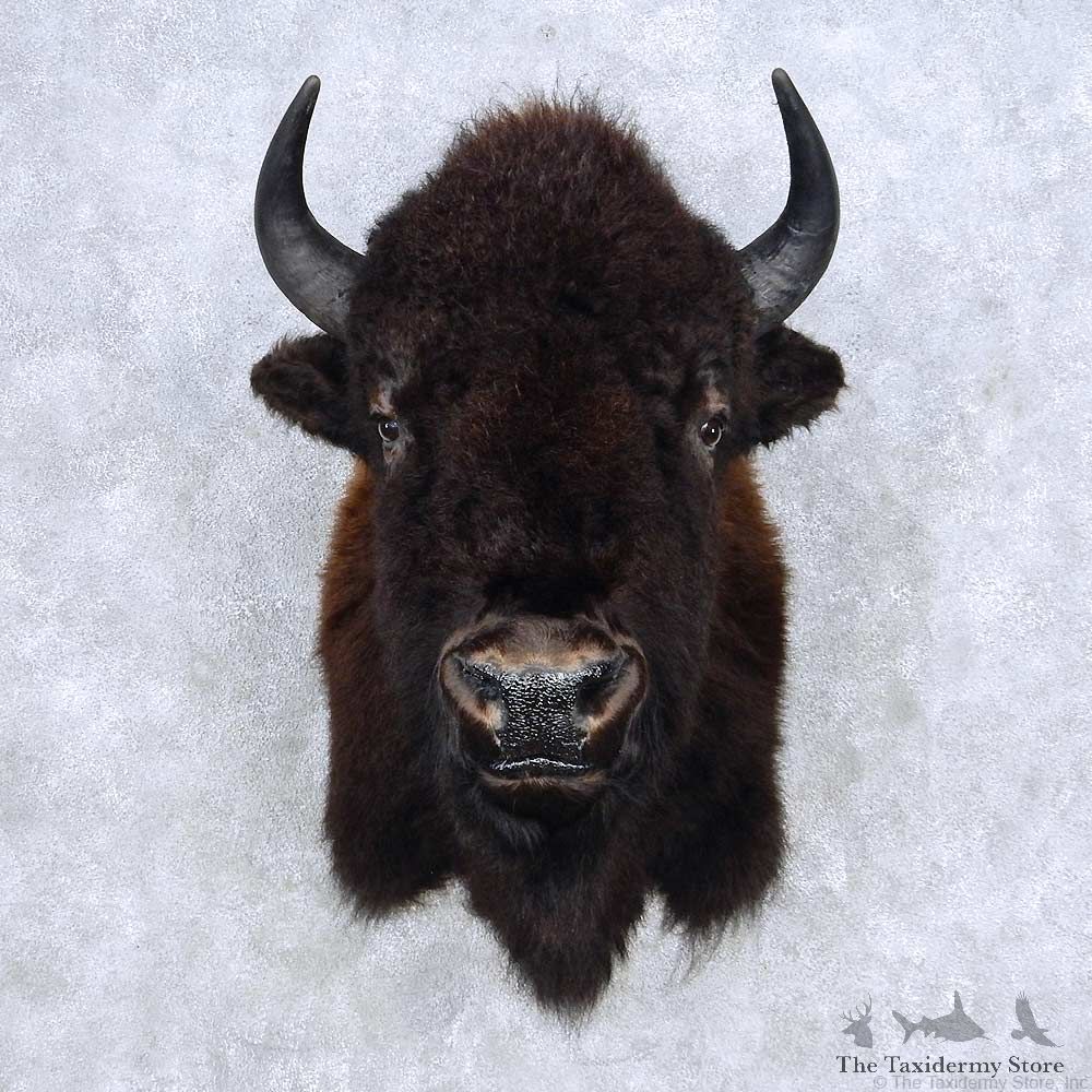 American Buffalo Bison Shoulder Mount For Sale #14135 @ The Taxidermy Store