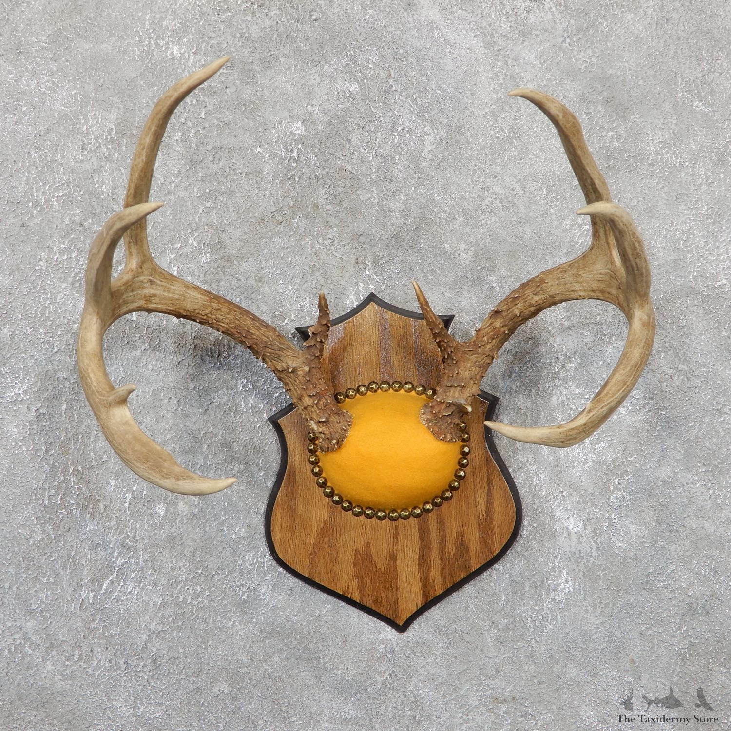 Whitetail Deer Antler Plaque Mount For Sale #19514 @ The Taxidermy Store