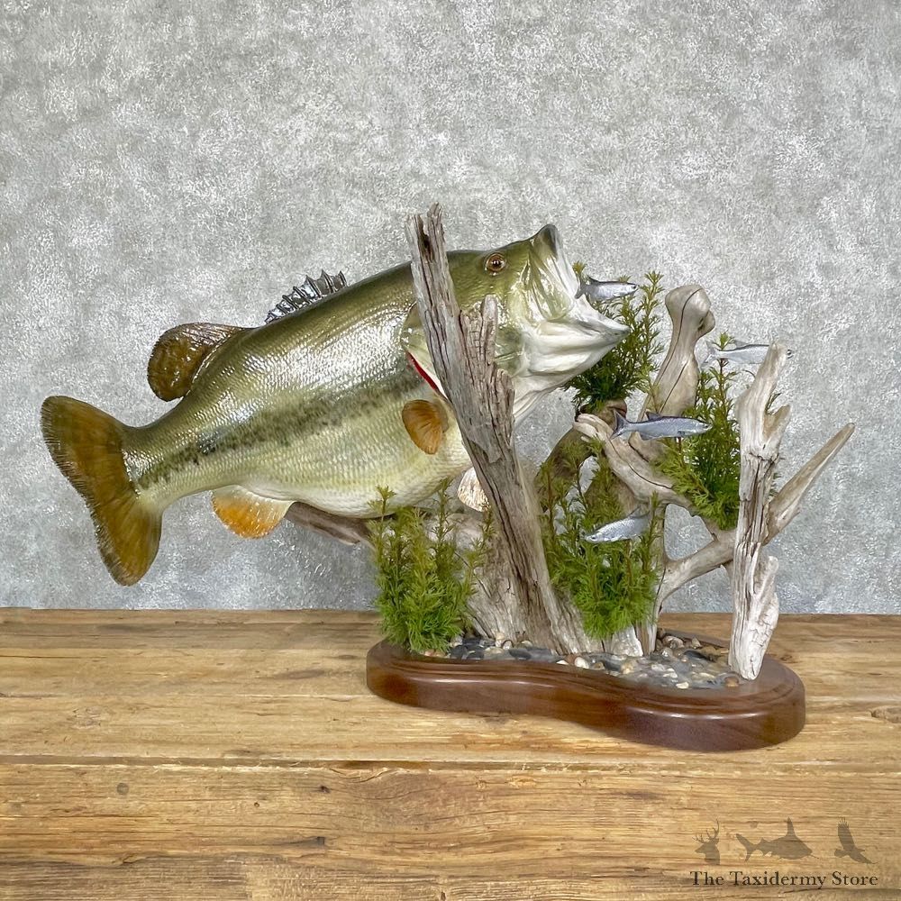 Largemouth Bass Fish Mount For Sale #24688 @ The Taxidermy Store