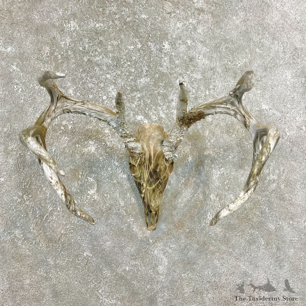 Whitetail Deer Dipped Skull Mount For Sale #26234 @ The Taxidermy Store