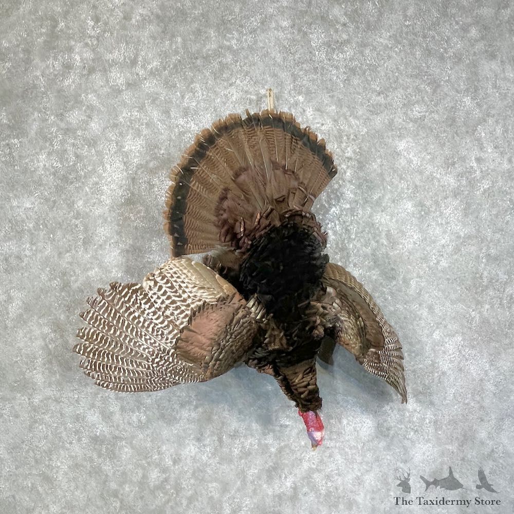 Eastern Turkey Bird Mount For Sale #25625 @ The Taxidermy Store