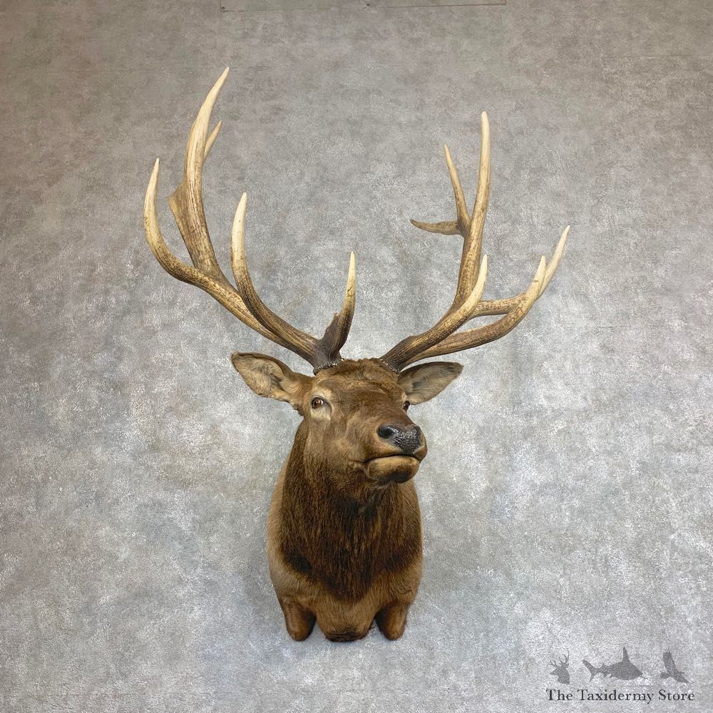 Rocky Mountain Elk Shoulder Mount For Sale #21928 @ The Taxidermy Store