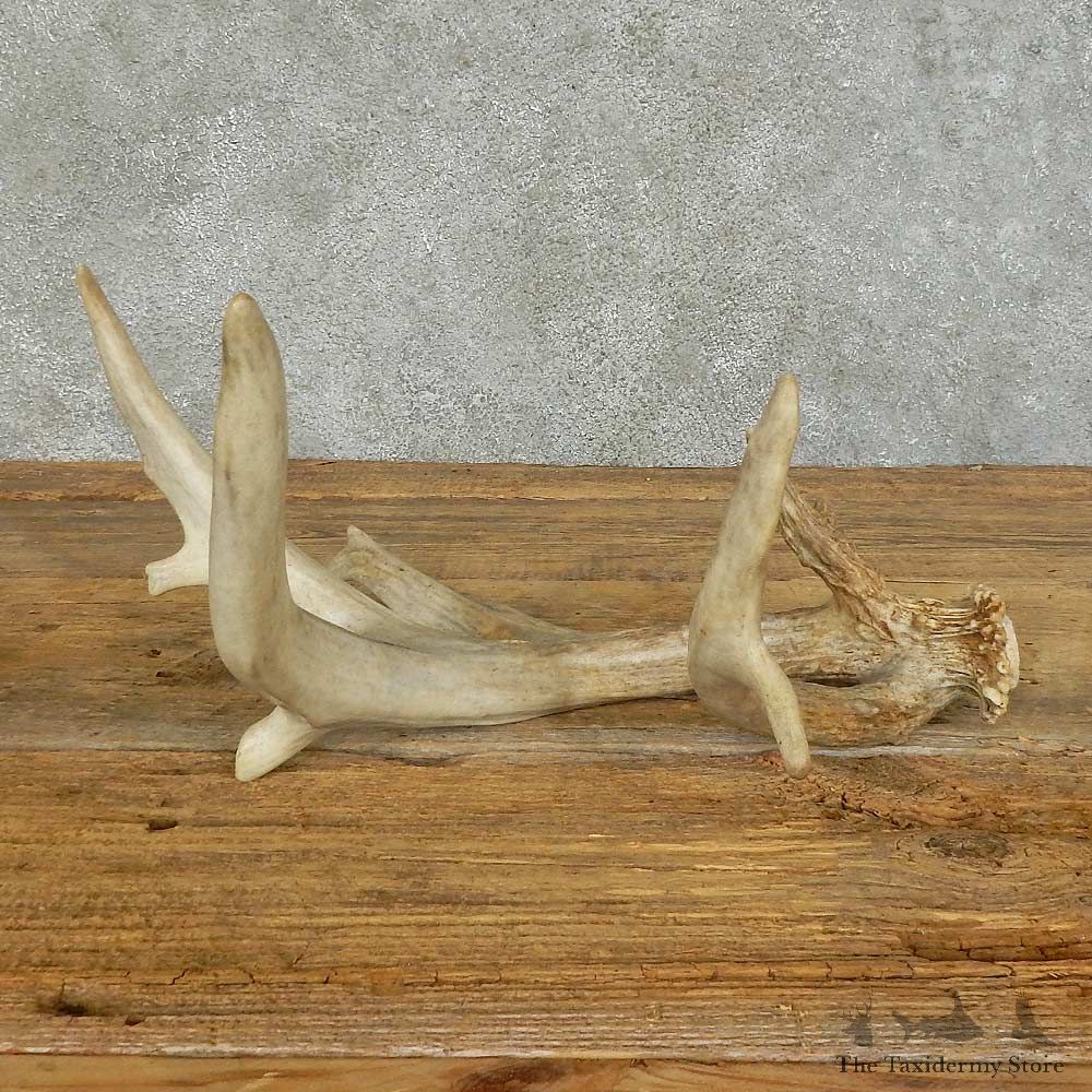 Whitetail Deer Antler Shed For Sale #16152 @ The Taxidermy Store