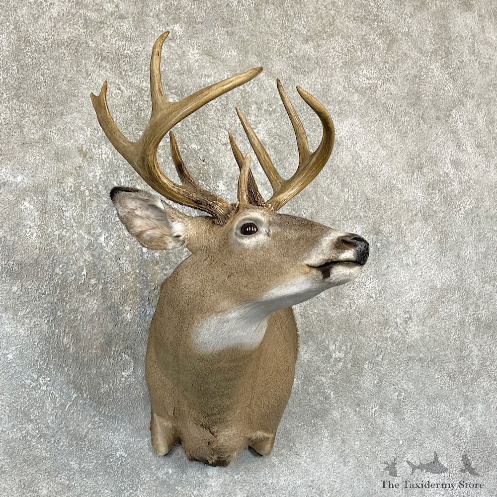 Whitetail Deer Shoulder Mount For Sale #26317 @ The Taxidermy Store