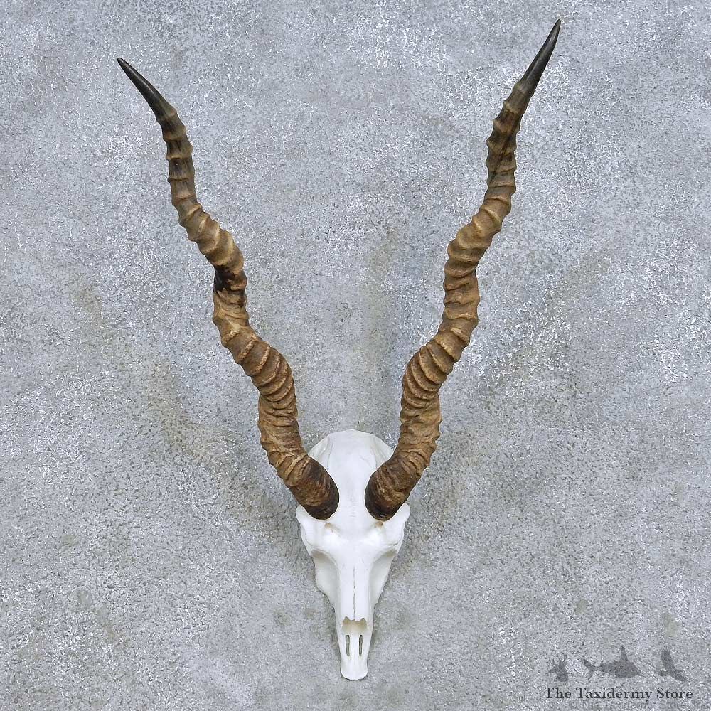 India Blackbuck Skull Horn Taxidermy Mount For Sale #13988 @ The Taxidermy Store