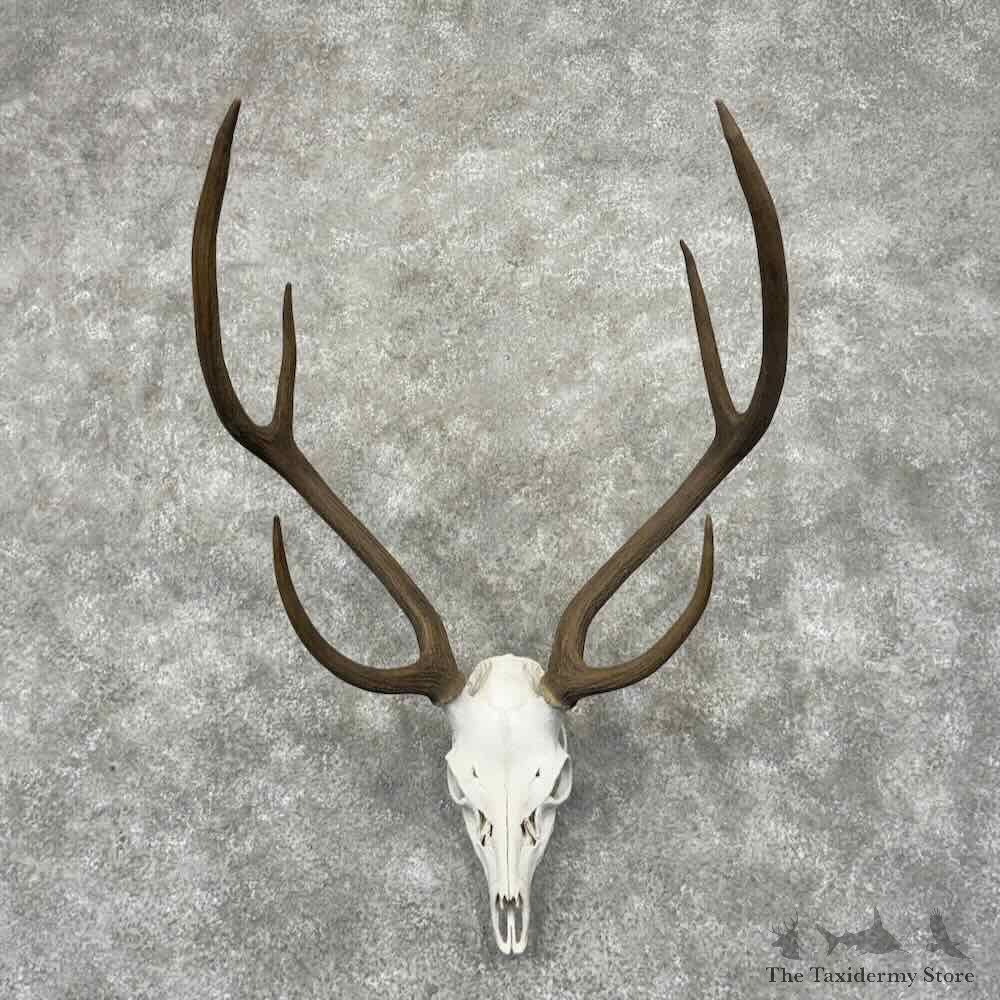 Axis Deer Skull Antler European Mount For Sale #32000 @ The Taxidermy Store