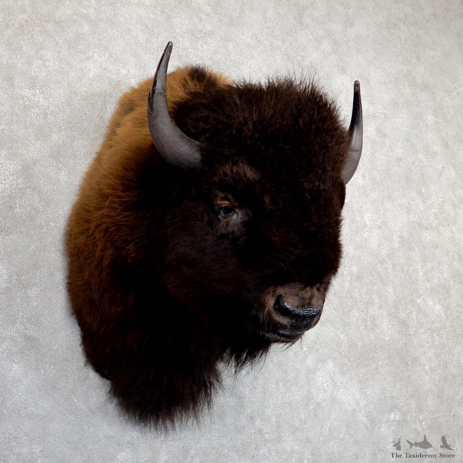 American Buffalo Shoulder Taxidermy Mount For Sale #19628 @ The Taxidermy Store