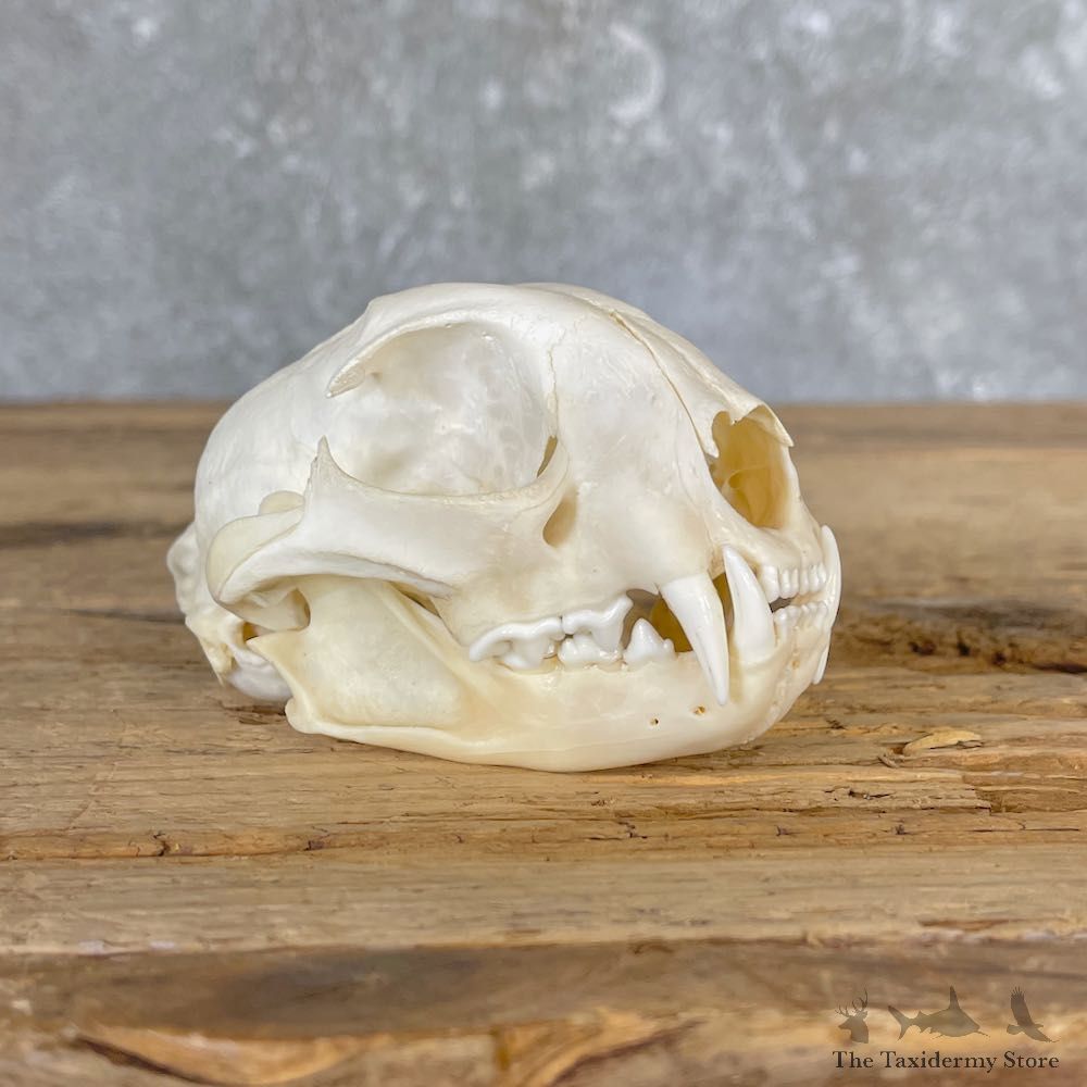 Bobcat Skull Mount For Sale #26627 @ The Taxidermy Store