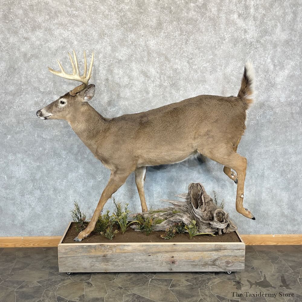 Whitetail Deer Life-Size Mount For Sale #28738 @ The Taxidermy Store