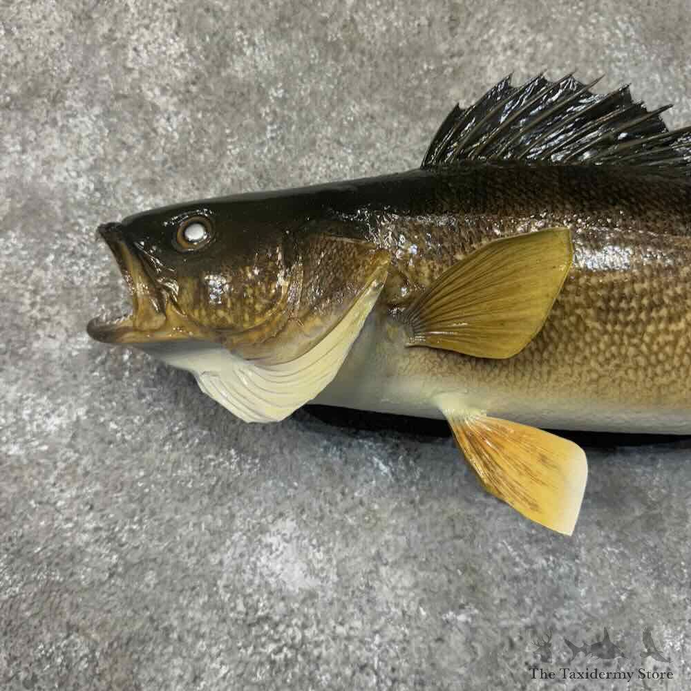 Walleye Fish Mount For Sale #31298 @ The Taxidermy Store