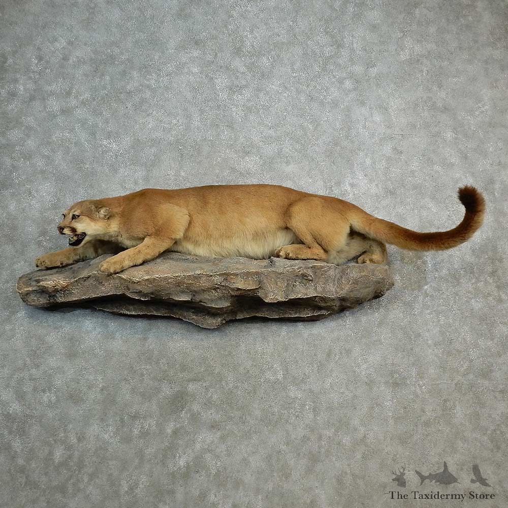 Mountain Lion Life-Size Mount For Sale #16982 @ The Taxidermy Store