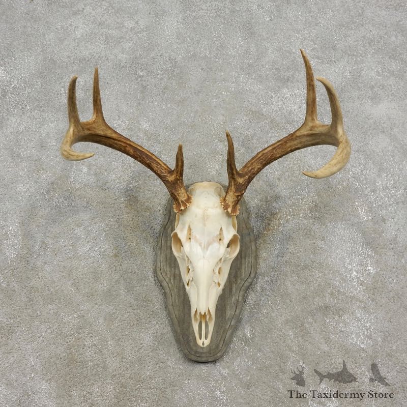 Whitetail Deer Skull European Mount For Sale #17298 @ The Taxidermy Store